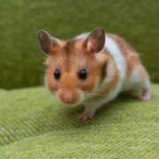 ヒメ日記 2025/06/11 23:26 投稿 かなで 京都の痴女鉄道