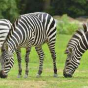 ヒメ日記 2025/06/12 23:26 投稿 かなで 京都の痴女鉄道