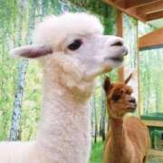 ヒメ日記 2025/06/17 17:16 投稿 かなで 京都の痴女鉄道