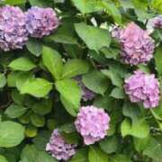 ヒメ日記 2025/06/22 10:16 投稿 かなで 京都の痴女鉄道