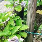 ヒメ日記 2025/06/27 12:06 投稿 かなで 京都の痴女鉄道