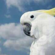 ヒメ日記 2025/07/03 18:26 投稿 かなで 京都の痴女鉄道