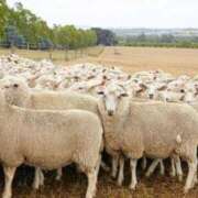 ヒメ日記 2025/07/07 00:32 投稿 かなで 京都の痴女鉄道