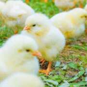 ヒメ日記 2025/07/10 23:24 投稿 かなで 京都の痴女鉄道