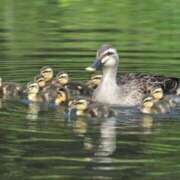 ヒメ日記 2025/07/22 00:26 投稿 かなで 京都の痴女鉄道