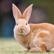 ヒメ日記 2025/07/28 16:16 投稿 かなで 京都の痴女鉄道