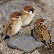 ヒメ日記 2025/08/06 23:31 投稿 かなで 京都の痴女鉄道