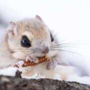 ヒメ日記 2025/08/11 18:26 投稿 かなで 京都の痴女鉄道