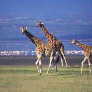 ヒメ日記 2025/08/12 16:26 投稿 かなで 京都の痴女鉄道