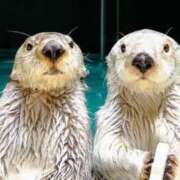 ヒメ日記 2025/08/19 15:38 投稿 かなで 京都の痴女鉄道