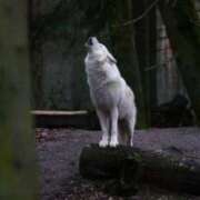 ヒメ日記 2025/08/26 23:29 投稿 かなで 京都の痴女鉄道