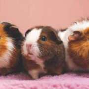 ヒメ日記 2025/09/03 23:30 投稿 かなで 京都の痴女鉄道