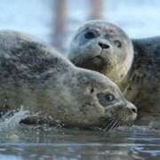 ヒメ日記 2025/09/14 18:16 投稿 かなで 京都の痴女鉄道