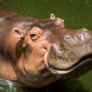 ヒメ日記 2025/10/02 20:26 投稿 かなで 京都の痴女鉄道