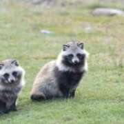 ヒメ日記 2025/10/03 19:16 投稿 かなで 京都の痴女鉄道