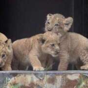 ヒメ日記 2025/10/10 19:26 投稿 かなで 京都の痴女鉄道