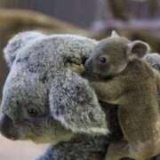 ヒメ日記 2025/10/12 15:16 投稿 かなで 京都の痴女鉄道