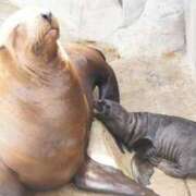 ヒメ日記 2025/10/13 23:26 投稿 かなで 京都の痴女鉄道