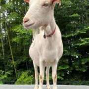 ヒメ日記 2025/10/16 19:25 投稿 かなで 京都の痴女鉄道