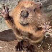 ヒメ日記 2025/10/26 00:26 投稿 かなで 京都の痴女鉄道