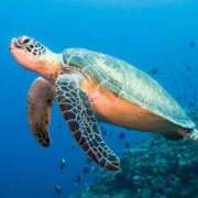 ヒメ日記 2025/11/04 15:26 投稿 かなで 京都の痴女鉄道