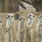 ヒメ日記 2025/11/06 19:42 投稿 かなで 京都の痴女鉄道