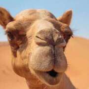 ヒメ日記 2025/11/07 19:26 投稿 かなで 京都の痴女鉄道