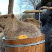 ヒメ日記 2025/11/10 23:36 投稿 かなで 京都の痴女鉄道