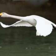 ヒメ日記 2025/11/11 22:26 投稿 かなで 京都の痴女鉄道