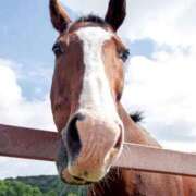 ヒメ日記 2025/11/13 20:16 投稿 かなで 京都の痴女鉄道