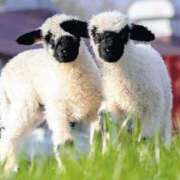 ヒメ日記 2025/11/21 14:26 投稿 かなで 京都の痴女鉄道