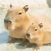 ヒメ日記 2025/11/24 21:06 投稿 かなで 京都の痴女鉄道