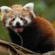 ヒメ日記 2025/12/01 23:29 投稿 かなで 京都の痴女鉄道