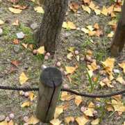 ヒメ日記 2025/12/22 09:06 投稿 かなで 京都の痴女鉄道