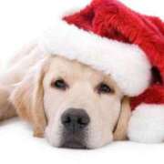 ヒメ日記 2025/12/24 18:06 投稿 かなで 京都の痴女鉄道