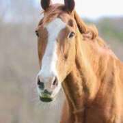 ヒメ日記 2026/01/02 01:16 投稿 かなで 京都の痴女鉄道