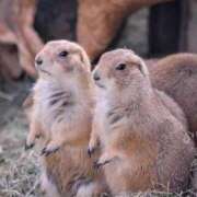 ヒメ日記 2026/01/15 21:16 投稿 かなで 京都の痴女鉄道