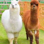 ヒメ日記 2026/02/26 21:16 投稿 かなで 京都の痴女鉄道