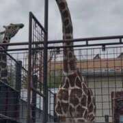 ヒメ日記 2026/03/16 00:26 投稿 かなで 京都の痴女鉄道