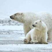 ヒメ日記 2026/04/01 17:26 投稿 かなで 京都の痴女鉄道