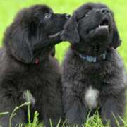 ヒメ日記 2026/04/05 23:26 投稿 かなで 京都の痴女鉄道