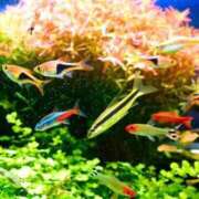 ヒメ日記 2026/04/07 17:26 投稿 かなで 京都の痴女鉄道