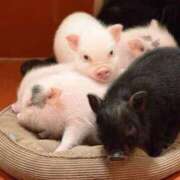 ヒメ日記 2026/04/13 17:04 投稿 かなで 京都の痴女鉄道