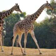 ヒメ日記 2026/04/14 23:30 投稿 かなで 京都の痴女鉄道