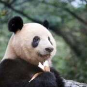 ヒメ日記 2026/04/23 17:16 投稿 かなで 京都の痴女鉄道