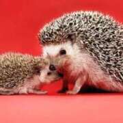 ヒメ日記 2026/04/28 15:35 投稿 かなで 京都の痴女鉄道