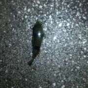 ヒメ日記 2025/09/22 01:22 投稿 ちはる 熟女の風俗最終章 池袋店