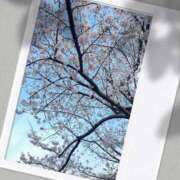 ヒメ日記 2026/03/30 18:53 投稿 ひとり 千葉柏ちゃんこ