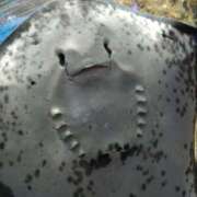 ヒメ日記 2025/04/02 13:39 投稿 あまね ファーストレディー