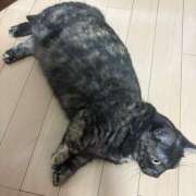 ヒメ日記 2025/08/03 12:01 投稿 りりちよ あるまぎ！